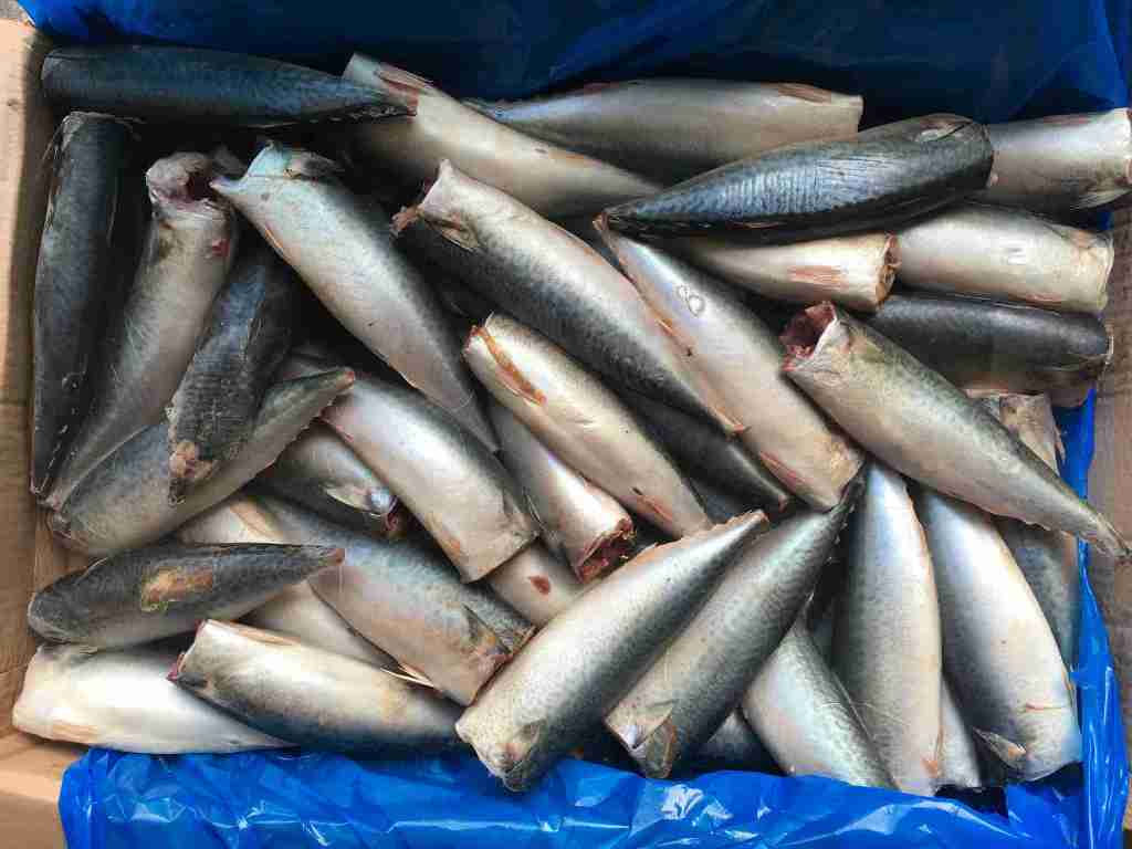 frozen mackerel HGT (1)