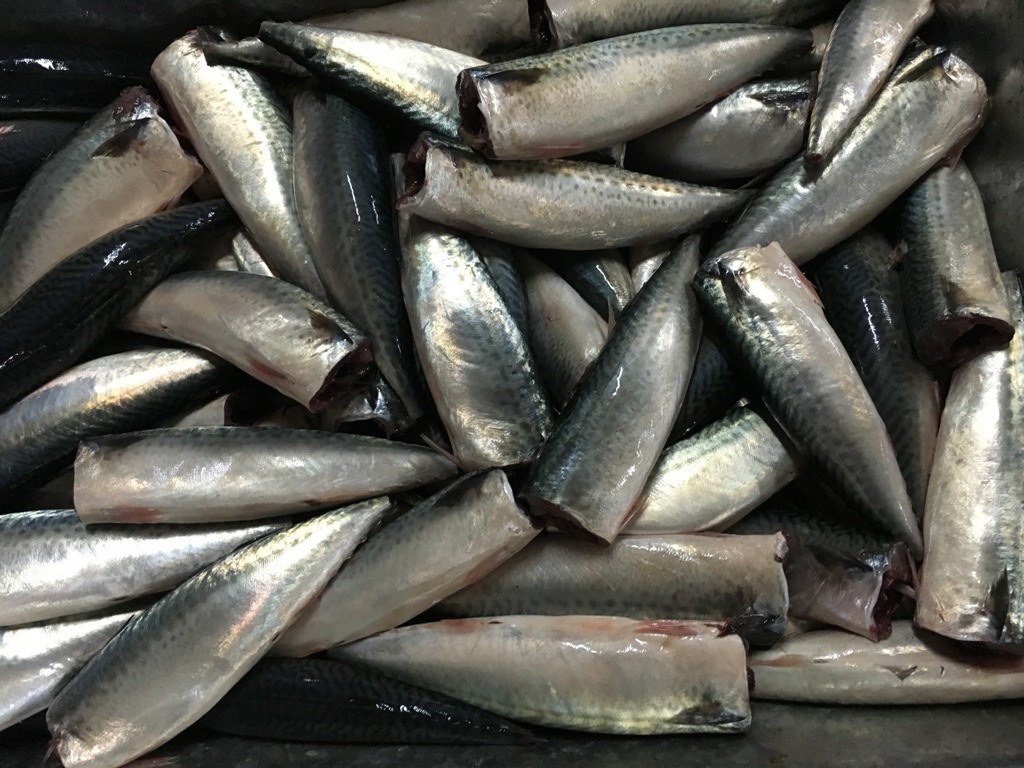 frozen mackerel HGT (2)