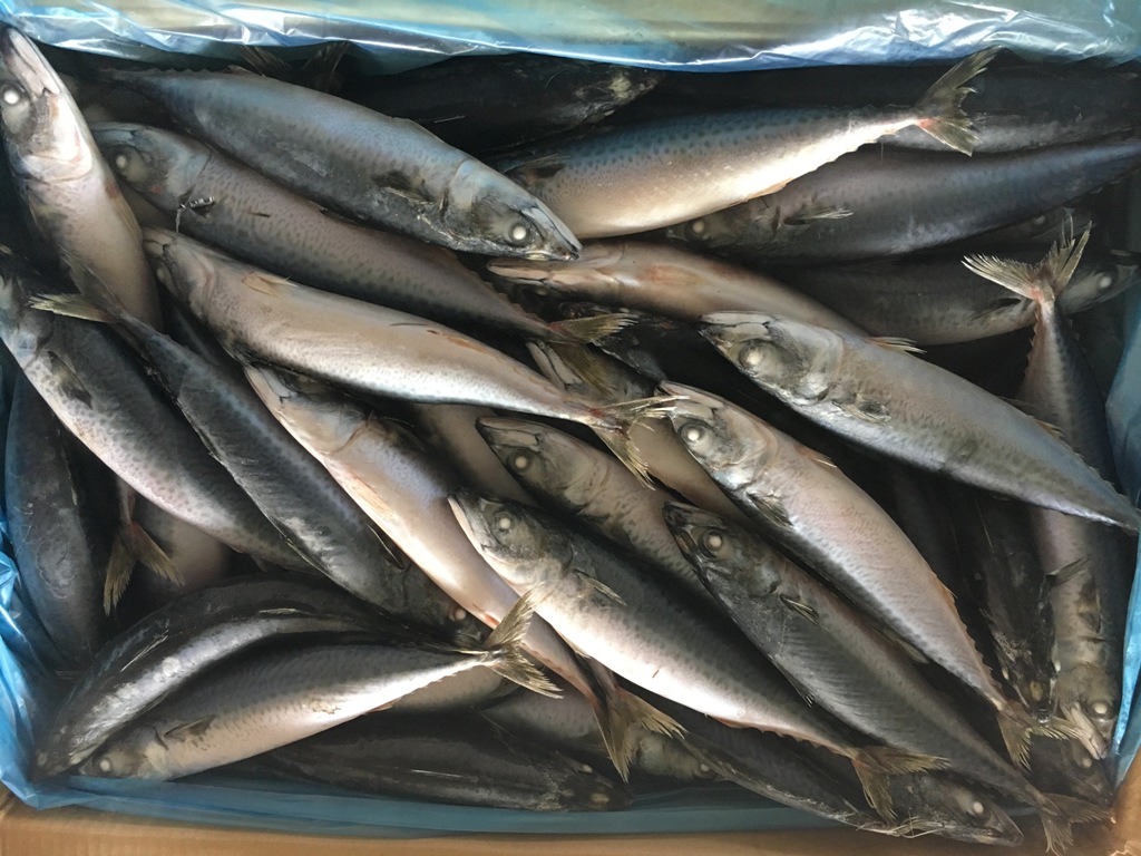 frozen mackerel whole round (2)