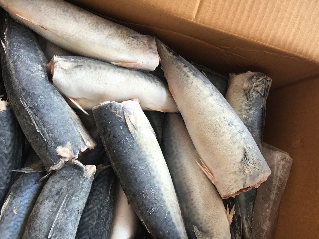 frozen mackerel HGT (3)