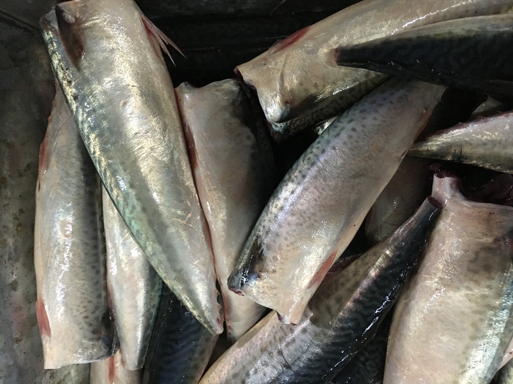 frozen mackerel HGT (4)