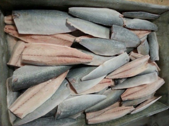 frozen pacific mackerel fillet (2)